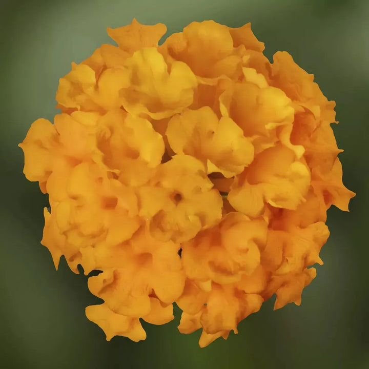 Lantana camara 'Landscape Bandana Gold'' ~ Landscape Bandana® Gold Lantana-ServeScape