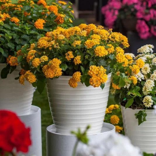 Lantana camara 'Landscape Bandana Gold'' ~ Landscape Bandana® Gold Lantana-ServeScape
