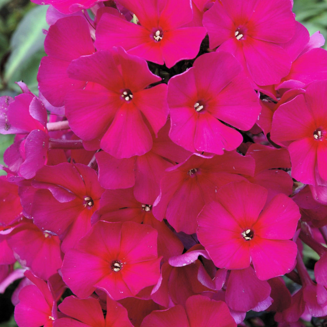 Phlox paniculata ‘Sweet Summer Red’ ~ Monrovia® Sweet Summer™ Red Garden Phlox-ServeScape