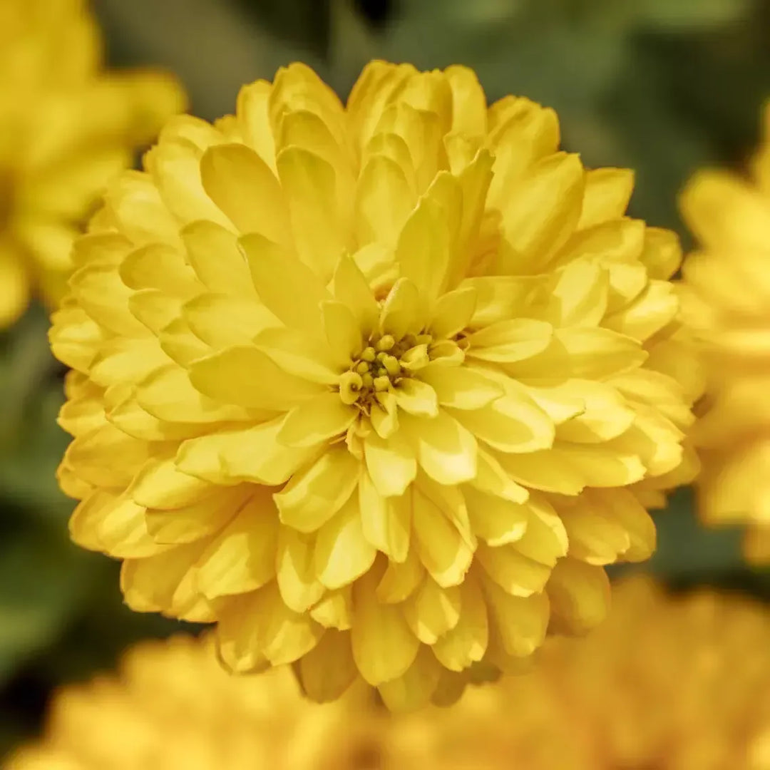 Zinnia ‘Zydeco Deep Yellow' ~ Zydeco™ Deep Yellow Zinnia-ServeScape
