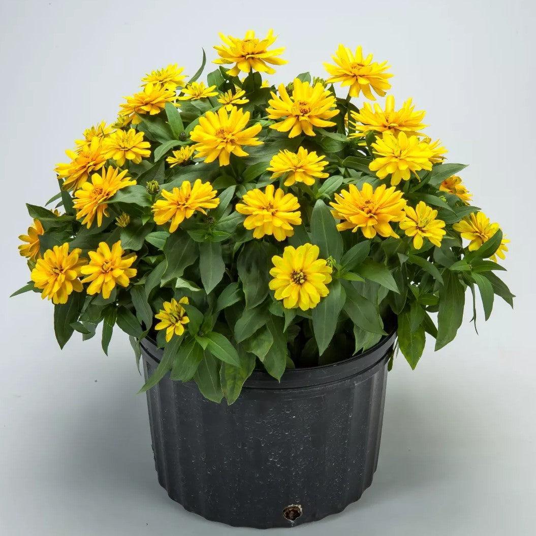 Zinnia ‘Zydeco Deep Yellow' ~ Zydeco™ Deep Yellow Zinnia-ServeScape