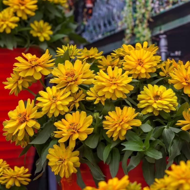 Zinnia ‘Zydeco Deep Yellow' ~ Zydeco™ Deep Yellow Zinnia-ServeScape