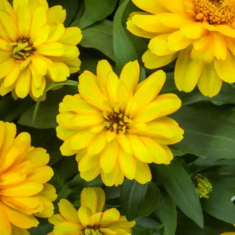 Zinnia ‘Zydeco Deep Yellow' ~ Zydeco™ Deep Yellow Zinnia-ServeScape