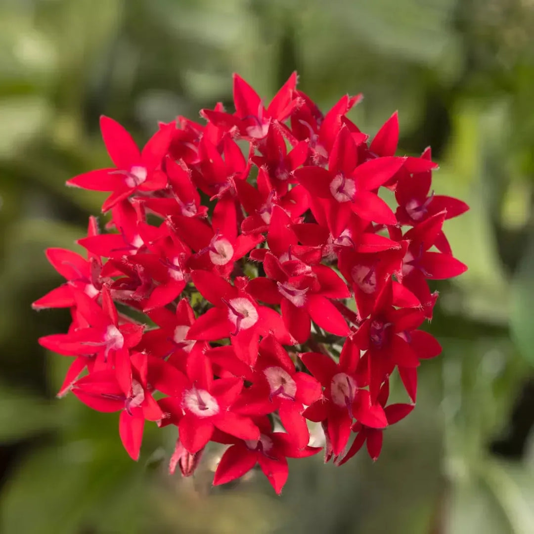 Pentas lanceolata 'Starcluster Red' ~ Starcluster™ Red Star Flower-ServeScape