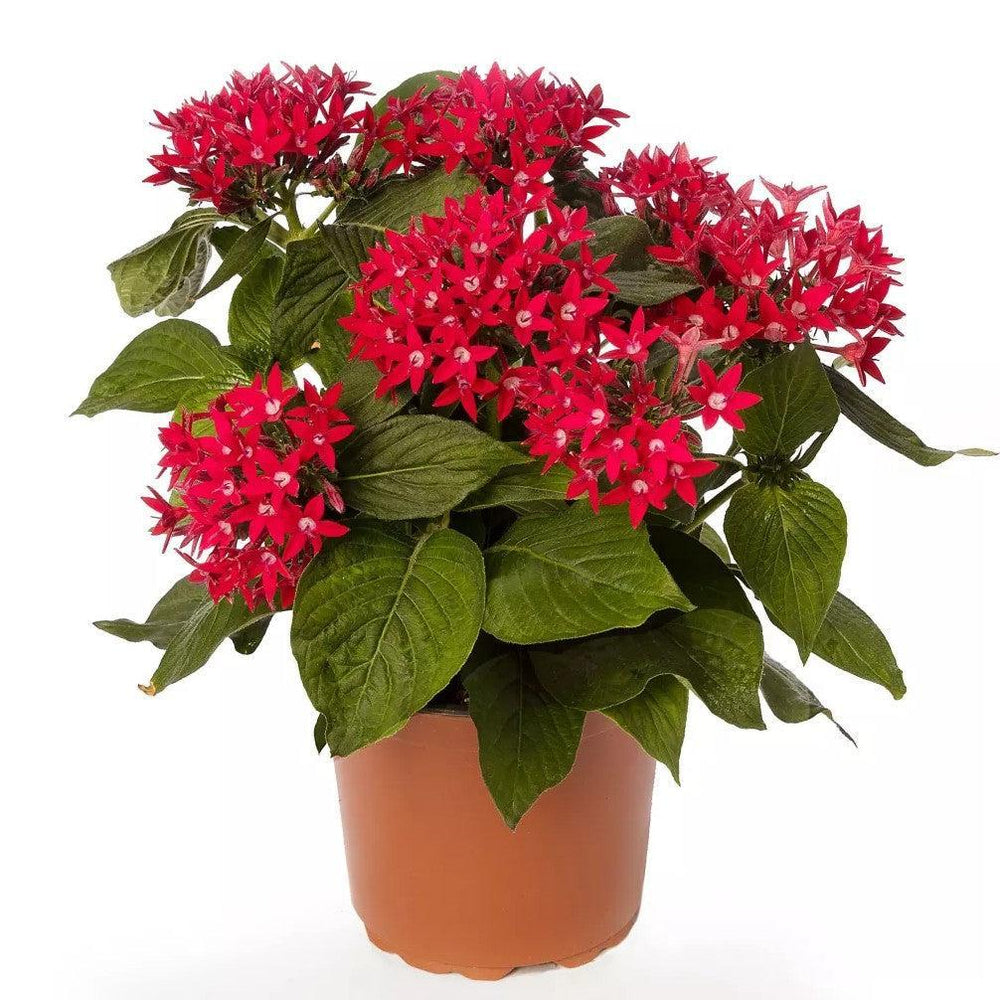 Pentas lanceolata 'Starcluster Red' ~ Starcluster™ Red Star Flower-ServeScape