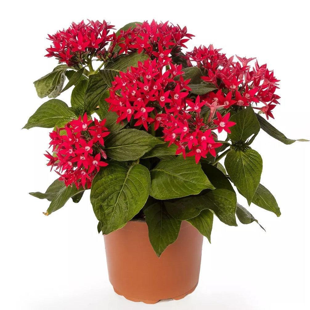 Pentas lanceolata 'Starcluster Red' ~ Starcluster™ Red Star Flower-ServeScape