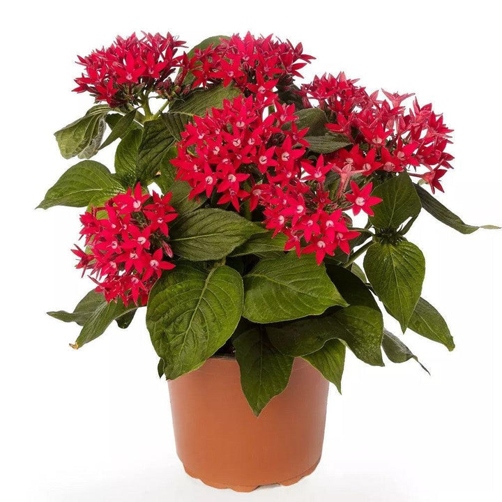 Pentas lanceolata 'Starcluster Red' ~ Starcluster™ Red Star Flower-ServeScape