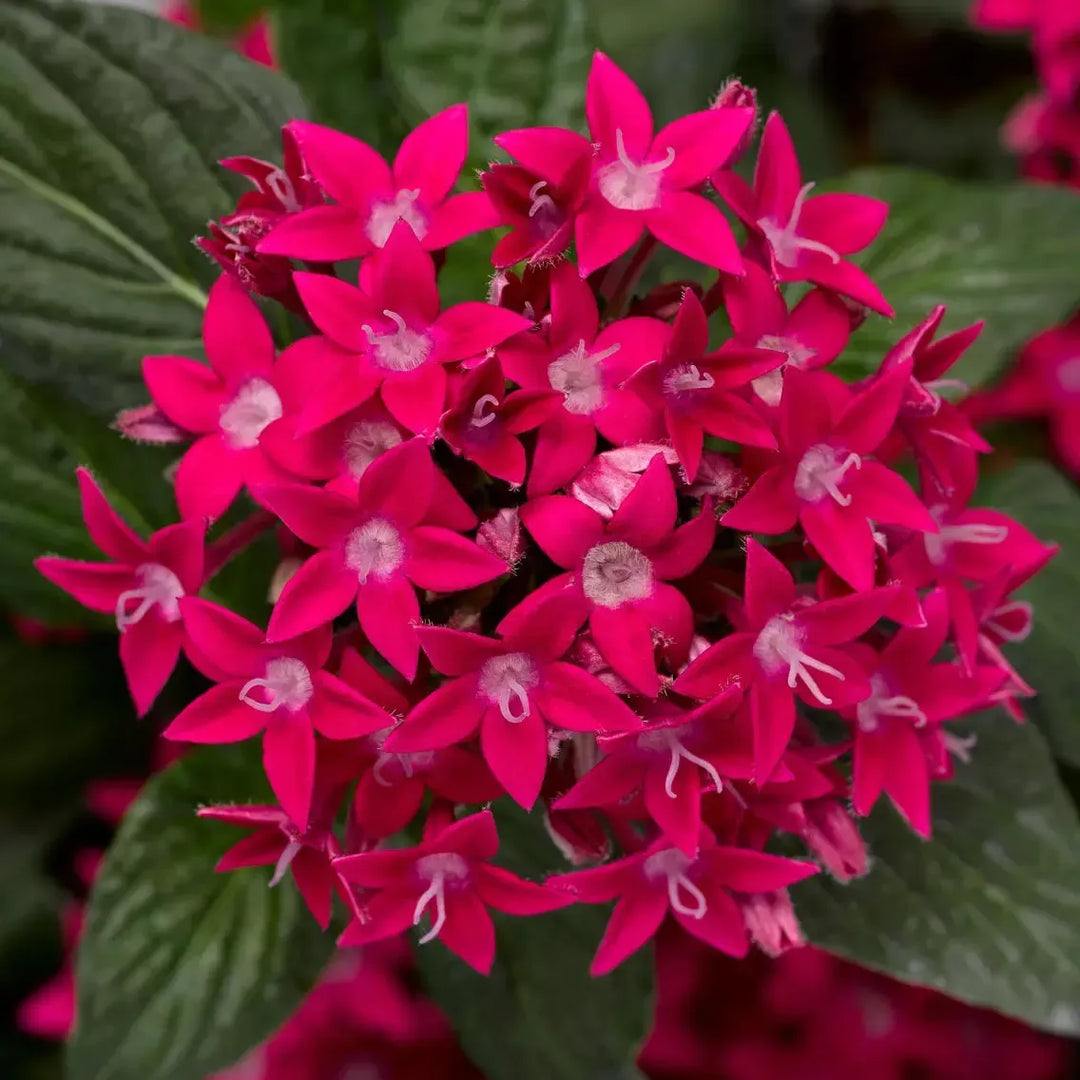 Pentas lanceolata 'Starcluster Rose' ~ Starcluster™ Rose Star Flower-ServeScape