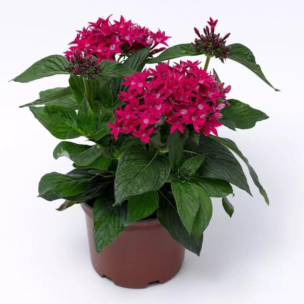Pentas lanceolata 'Starcluster Rose' ~ Starcluster™ Rose Star Flower-ServeScape
