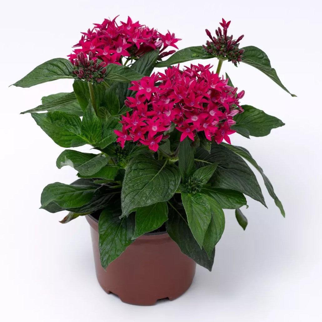 Pentas lanceolata 'Starcluster Rose' ~ Starcluster™ Rose Star Flower-ServeScape