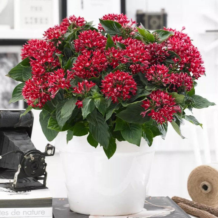 Pentas lanceolata 'Starcluster Rose' ~ Starcluster™ Rose Star Flower-ServeScape
