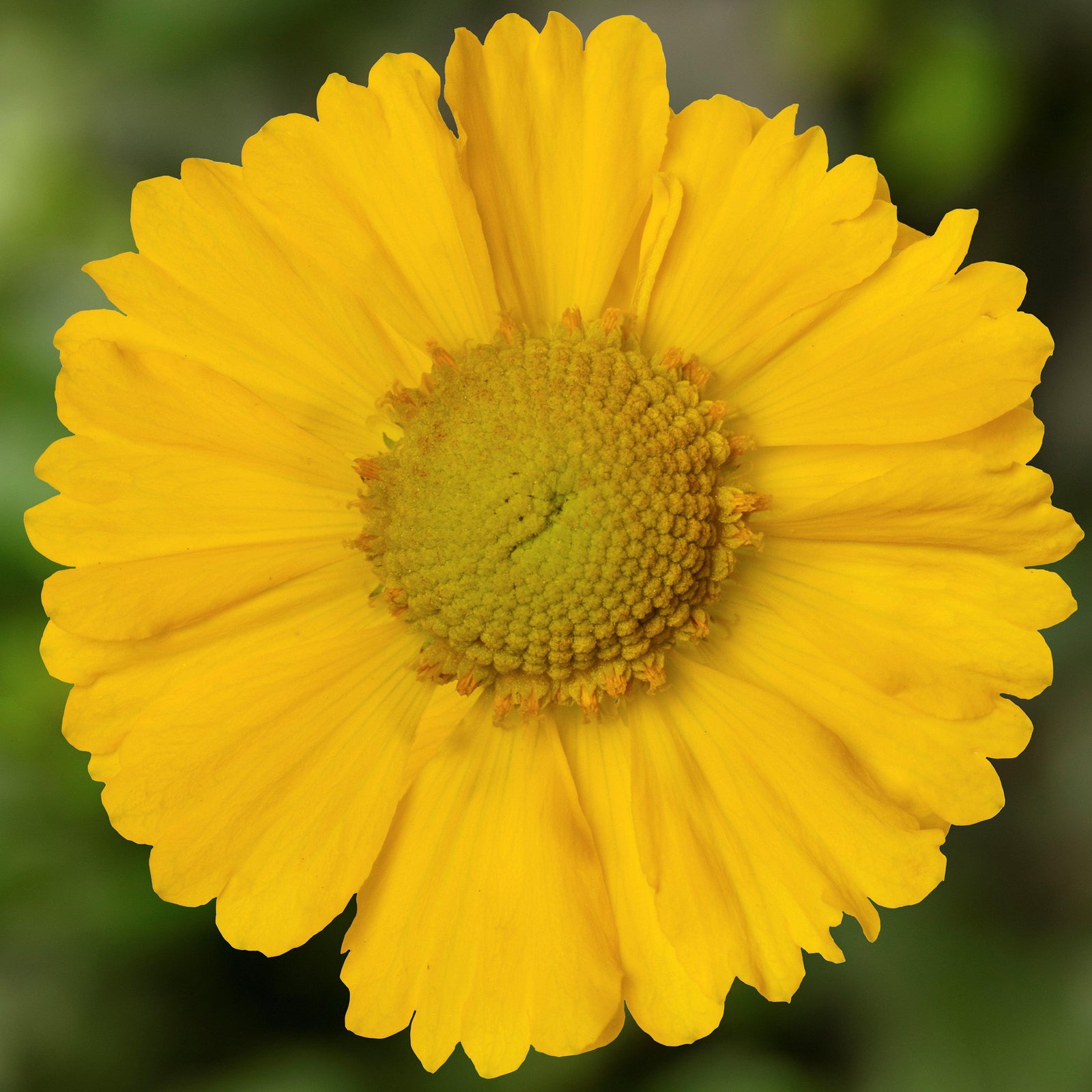 Helenium autumnale 'HayDay Yellow' ~ HayDay™ Yellow Sneezeweed-ServeScape