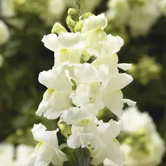 Antirrhinum majus 'Snaptini White' ~ Snaptini™ White Dwarf Snapdragon-ServeScape