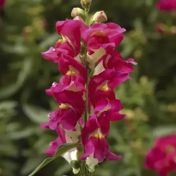 Antirrhinum majus 'Snaptini Rose Bicolor' ~ Snaptini™ Rose Bicolor Dwarf Snapdragon-ServeScape