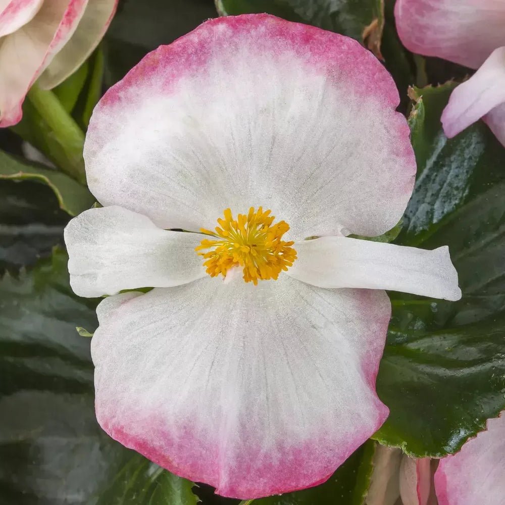 Begonia 'Tophat Rose Bicolor' ~ Tophat™ Rose Bicolor Begonia-ServeScape