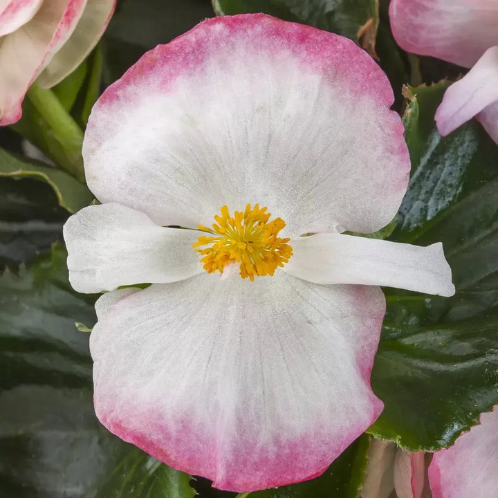 Begonia 'Tophat Rose Bicolor' ~ Tophat™ Rose Bicolor Begonia-ServeScape