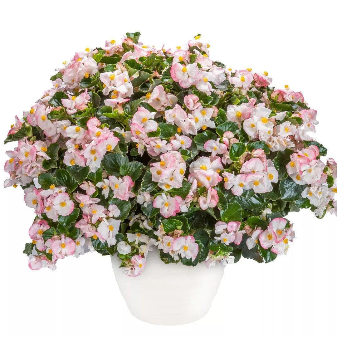 Begonia 'Tophat Rose Bicolor' ~ Tophat™ Rose Bicolor Begonia-ServeScape