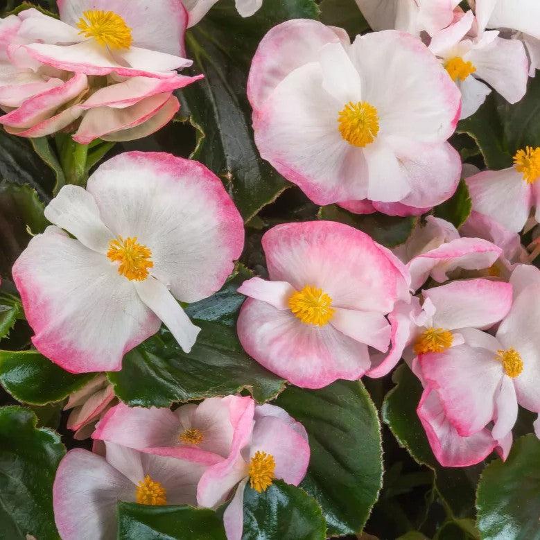 Begonia 'Tophat Rose Bicolor' ~ Tophat™ Rose Bicolor Begonia-ServeScape