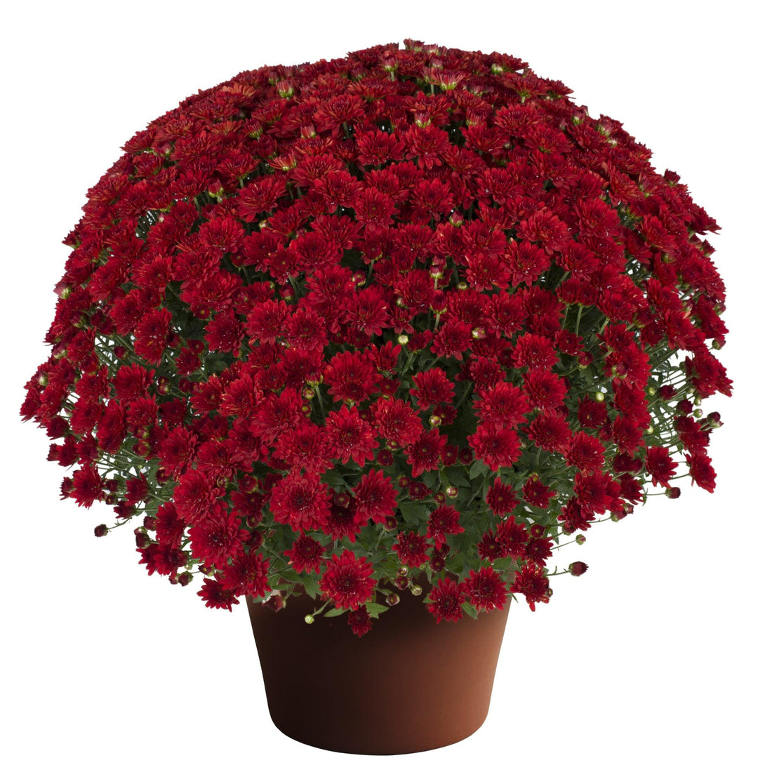 Chrysanthemum x morifolium 'Cynthia Scarlet' ~ Cynthia™ Scarlet Mum-ServeScape