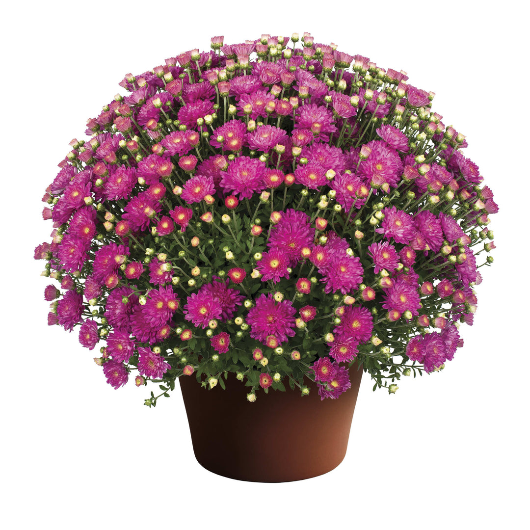 Chrysanthemum x morifolium 'Debbie hot Pink' ~ Debbie™ Hot Pink Mum-ServeScape