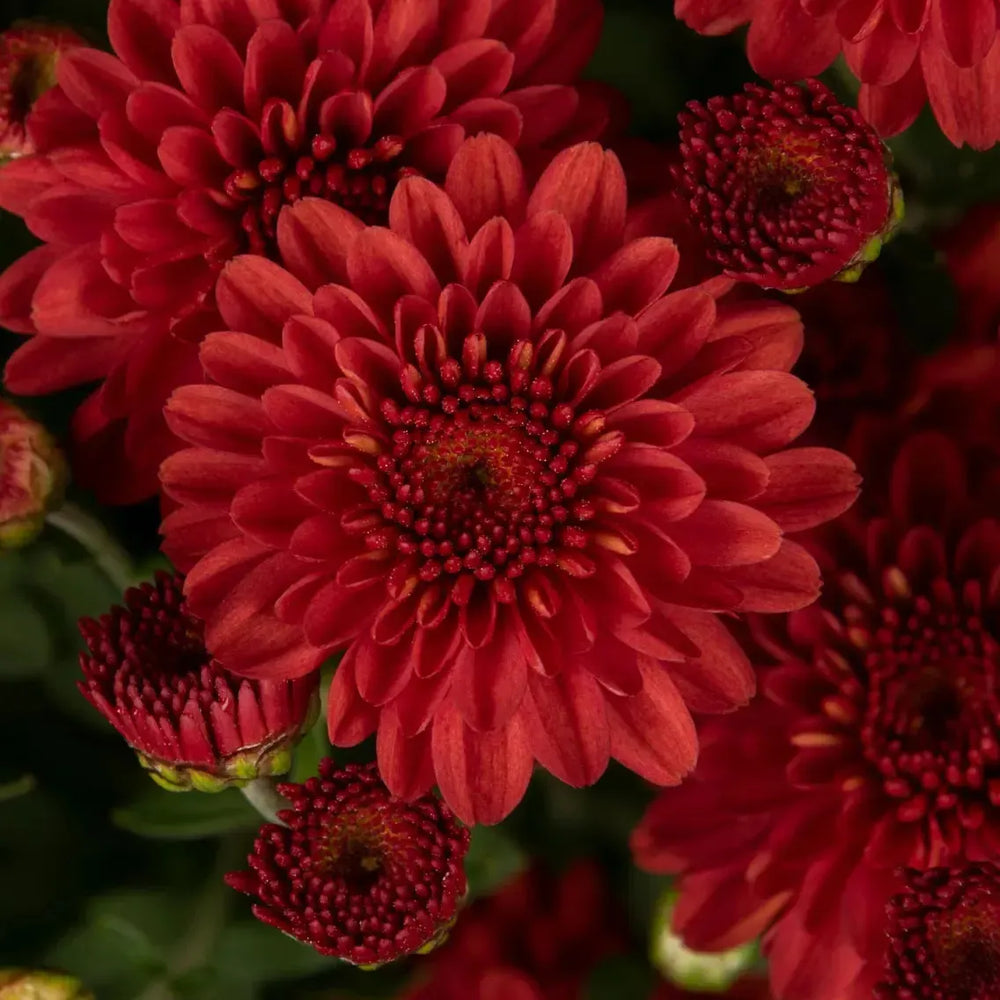 Chrysanthemum x morifolium 'Hailey Red Bronze' ~ Hailey™ Red Bronze Mum-ServeScape