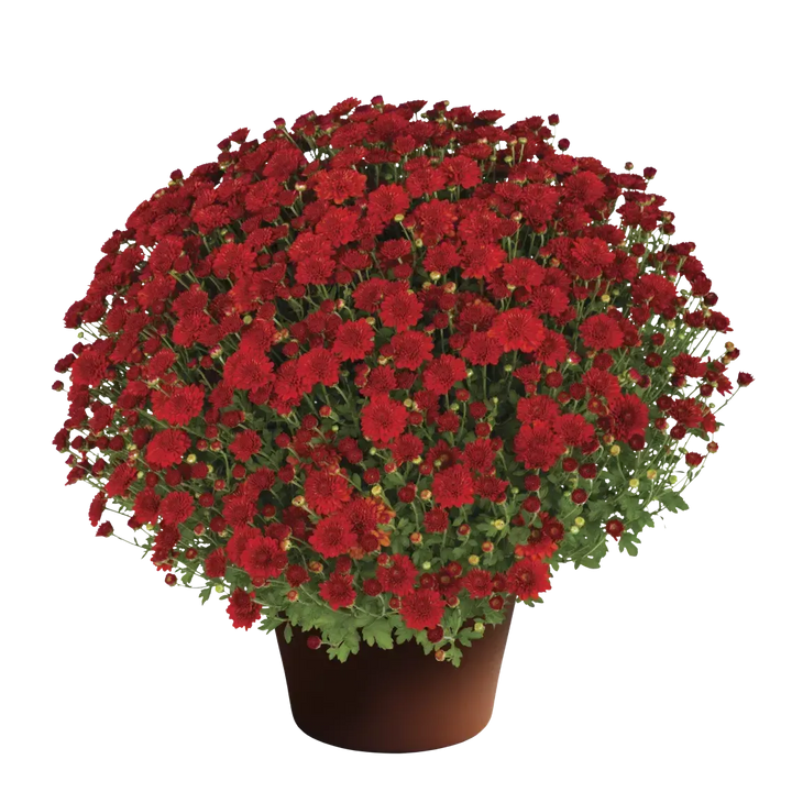 Chrysanthemum x morifolium 'Hailey Red Bronze' ~ Hailey™ Red Bronze Mum-ServeScape