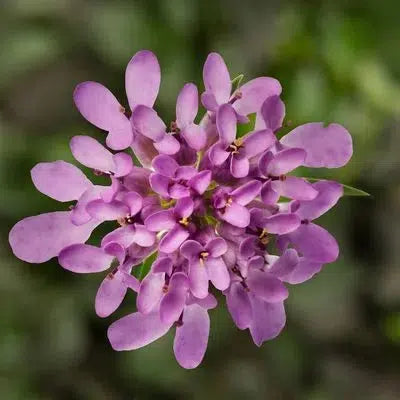 Iberis 'Mermaid Lavender' ~ Mermaid Lavender Candytuft-ServeScape