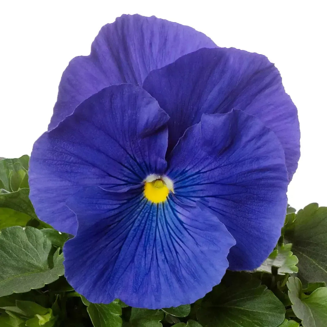 Viola x wittrockiana 'Colossus True Blue' ~ Colossus™ True Blue Pansy-ServeScape