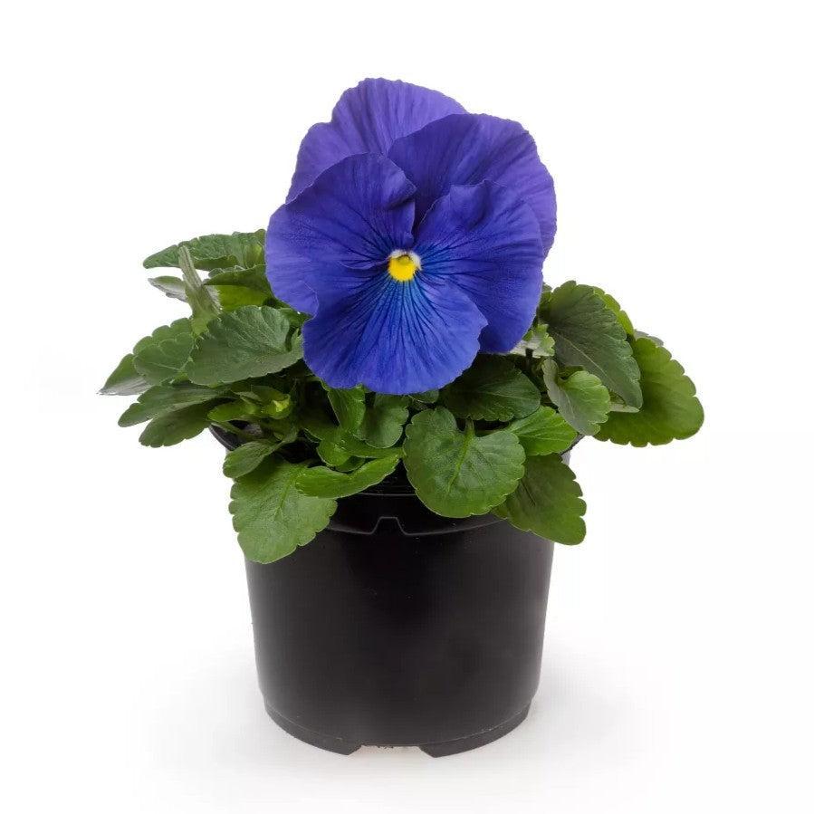 Viola x wittrockiana 'Colossus True Blue' ~ Colossus™ True Blue Pansy-ServeScape