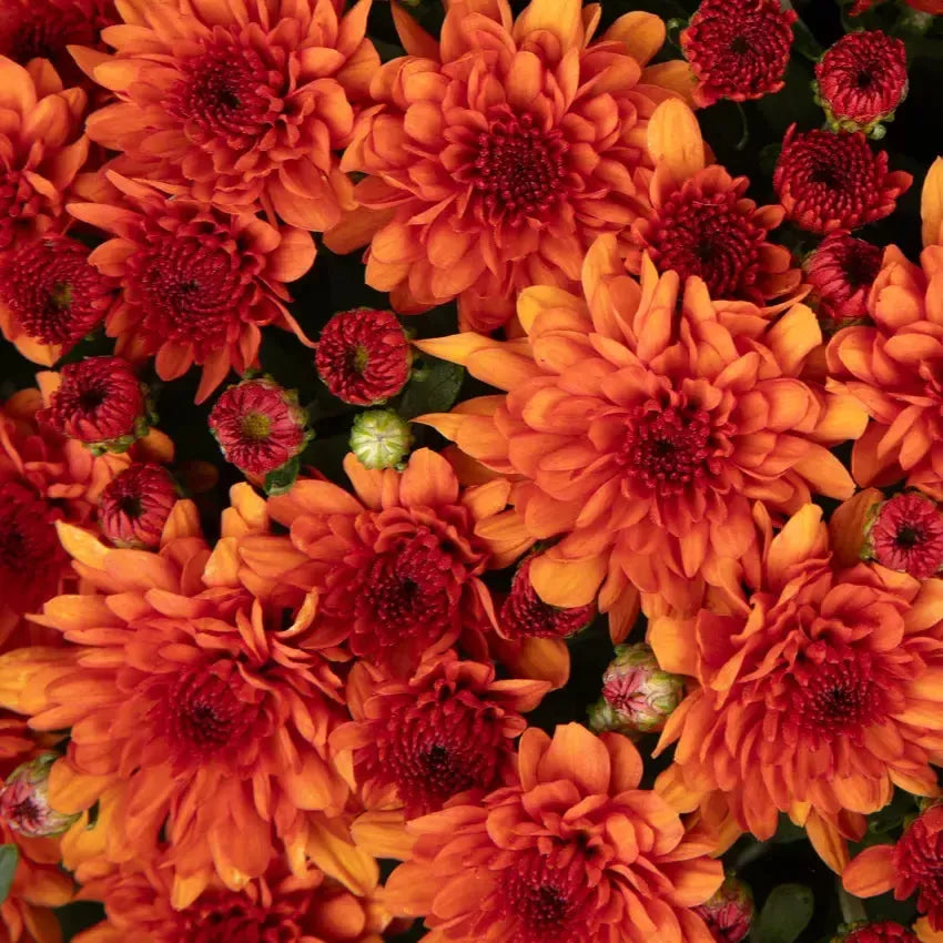 Chrysanthemum x morifolium 'Wanda Bronze' ~ Wanda™ Bronze Mum-ServeScape