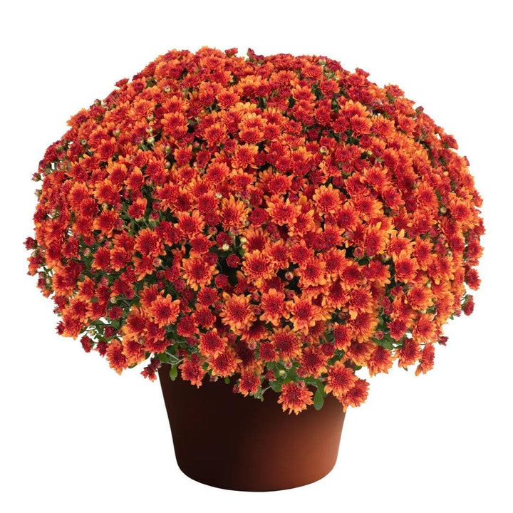 Chrysanthemum x morifolium 'Wanda Bronze' ~ Wanda™ Bronze Mum-ServeScape