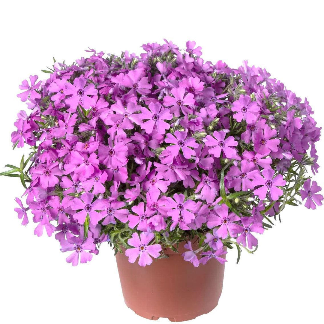 Phlox subulata 'Goldiphlox Pink' ~ GoldiPhlox™ Pink Creeping Phlox-ServeScape