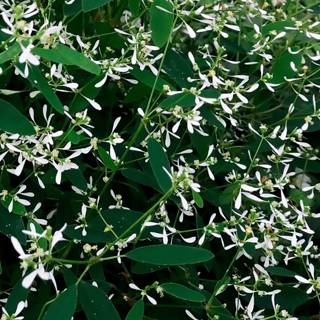 Euphorbia hypericifolia 'Euphoric White' ~ Euphoric™ White Euphorbia-ServeScape