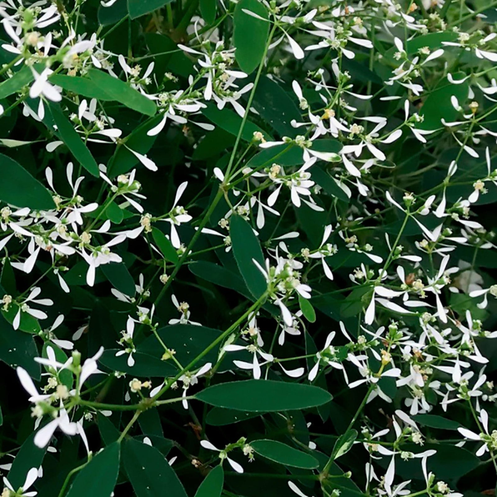 Euphorbia hypericifolia 'Euphoric White' ~ Euphoric™ White Euphorbia-ServeScape