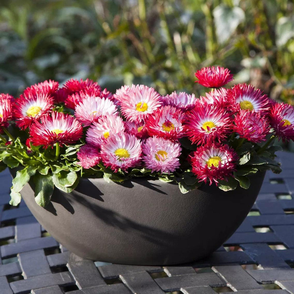 Bellis perennis 'Bam Bam Mix' ~ Bam Bam Mix English Daisy-ServeScape