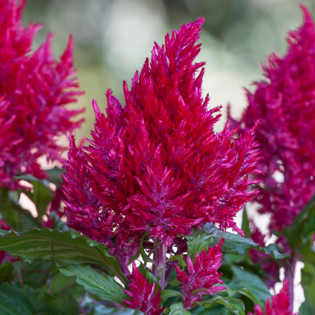 Celosia plumosa 'Bright Sparks Burgundy' ~ Bright Sparks™ Burgundy Celosia-ServeScape