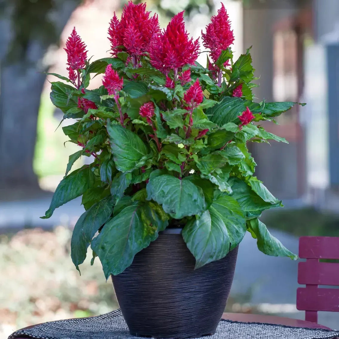 Celosia plumosa 'Bright Sparks Burgundy' ~ Bright Sparks™ Burgundy Celosia-ServeScape