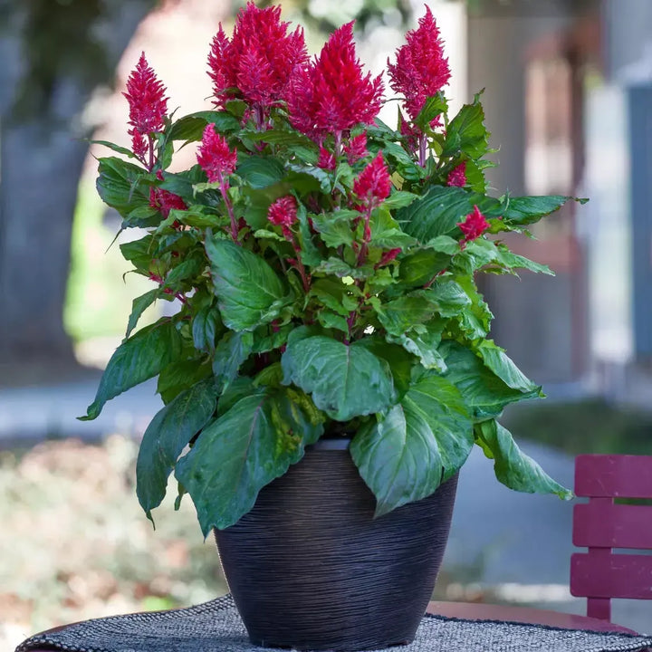 Celosia plumosa 'Bright Sparks Burgundy' ~ Bright Sparks™ Burgundy Celosia-ServeScape