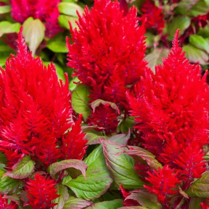Celosia plumosa 'Bright Sparks Burgundy' ~ Bright Sparks™ Burgundy Celosia-ServeScape