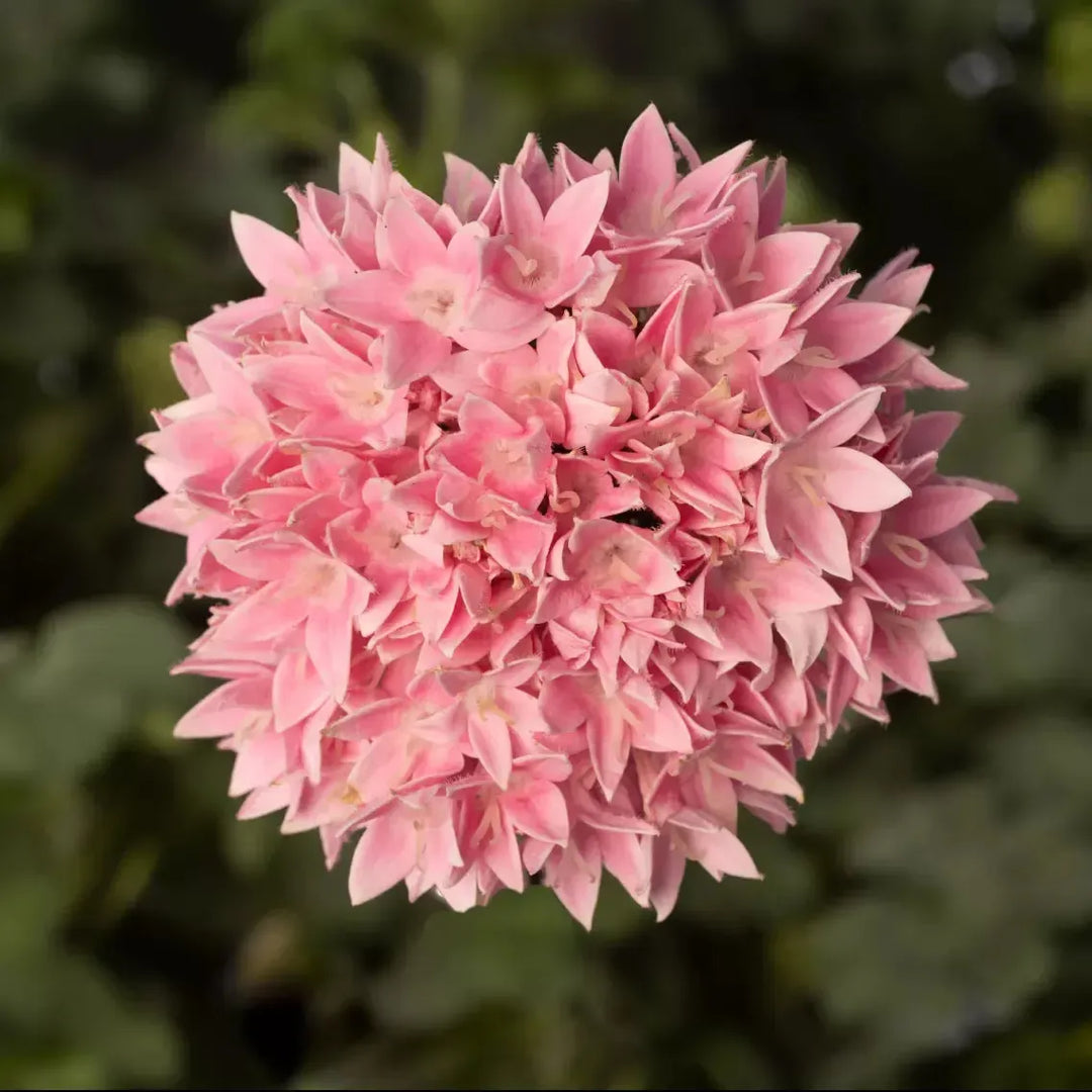 Pentas lanceolata 'Starcluster Cascade Blush' ~ Starcluster™ Cascade Blush Star Flower-ServeScape