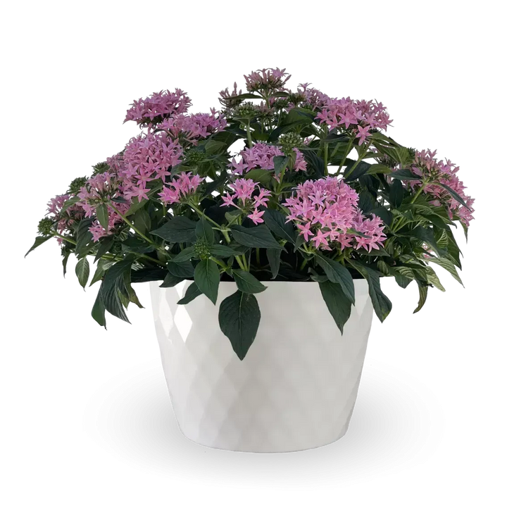 Pentas lanceolata 'Starcluster Cascade Blush' ~ Starcluster™ Cascade Blush Star Flower-ServeScape