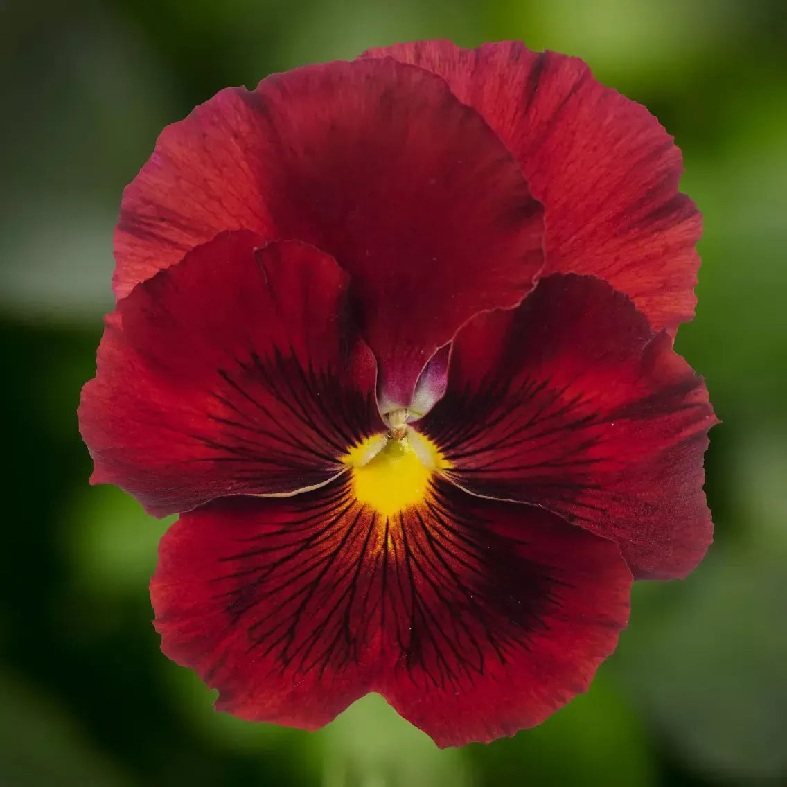 Viola x wittrockiana 'Delta Pro Clear Red' ~ Delta™ Pro Clear Red Pansy-ServeScape