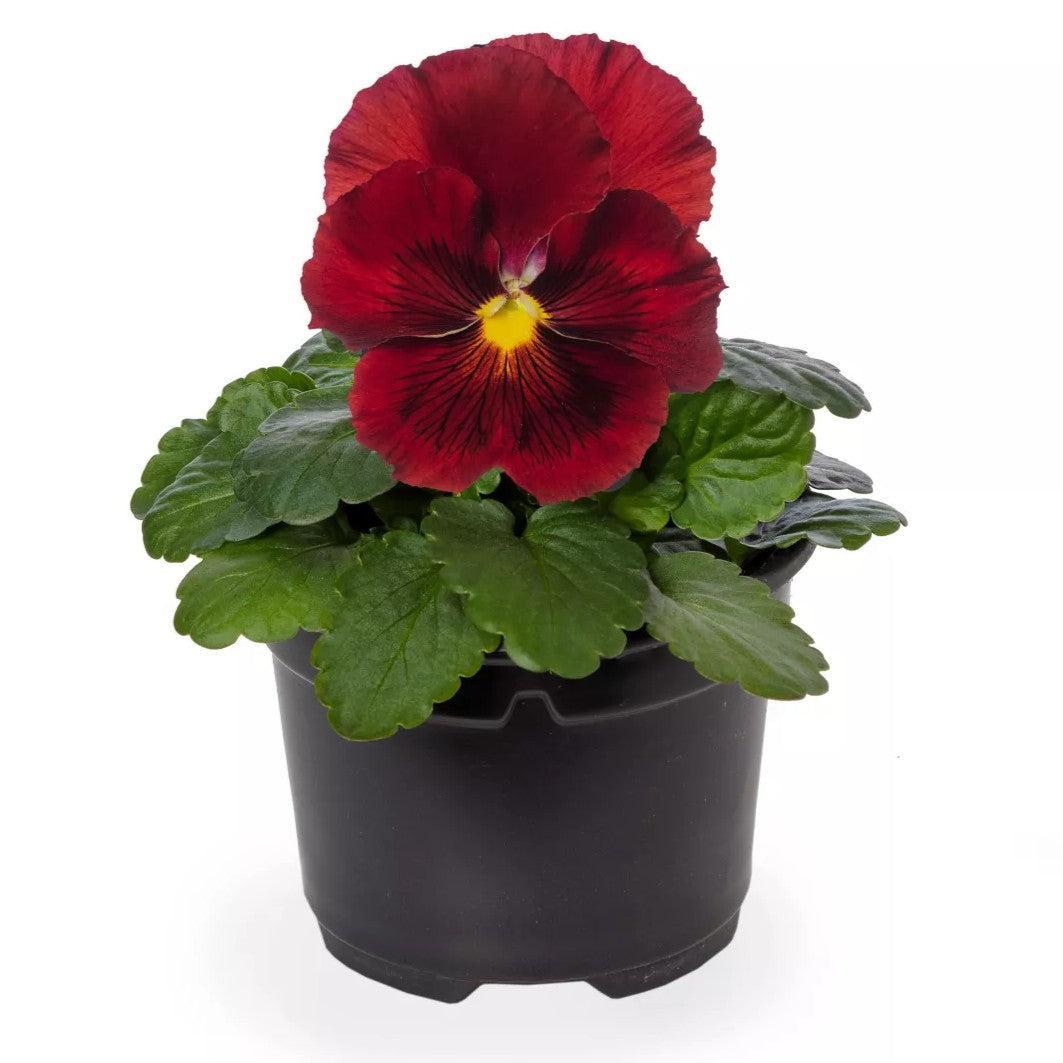 Viola x wittrockiana 'Delta Pro Clear Red' ~ Delta™ Pro Clear Red Pansy-ServeScape