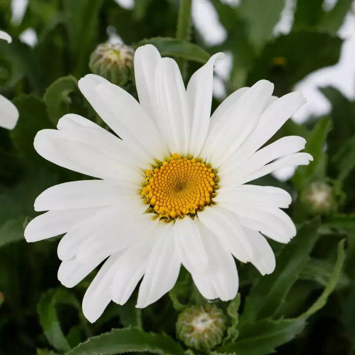Leucanthemum maximum 'Western Star Taurus' ~ Western Star™ Taurus Shasta Daisy-ServeScape