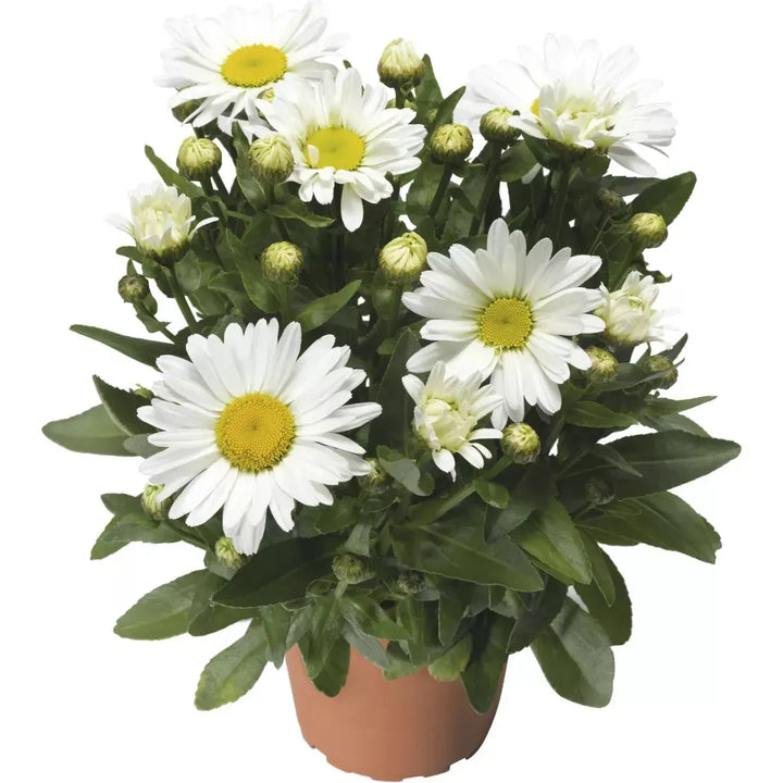 Leucanthemum maximum 'Western Star Taurus' ~ Western Star™ Taurus Shasta Daisy-ServeScape