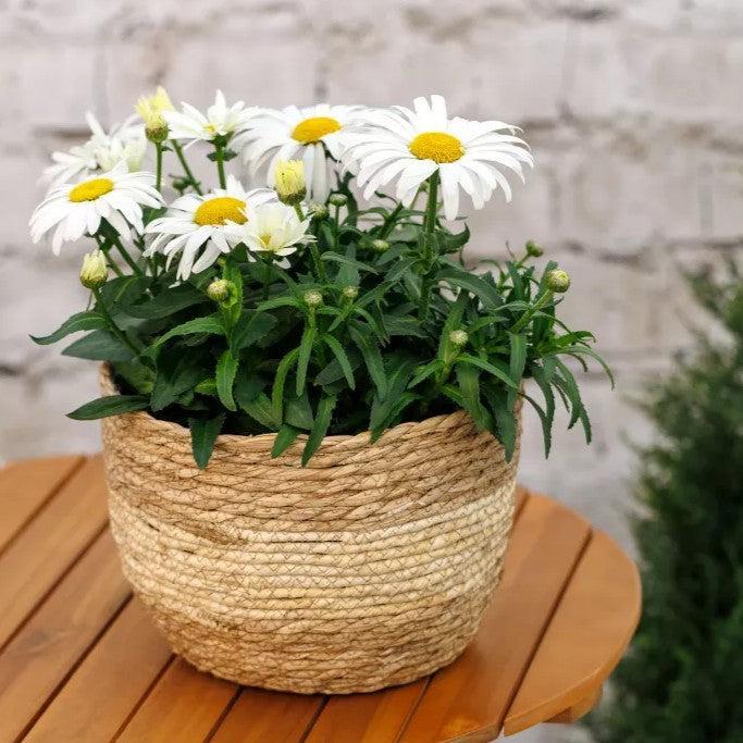 Leucanthemum maximum 'Western Star Taurus' ~ Western Star™ Taurus Shasta Daisy-ServeScape