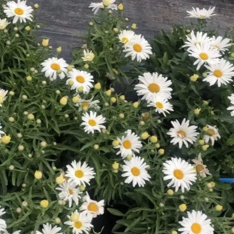 Leucanthemum maximum 'Western Star Taurus' ~ Western Star™ Taurus Shasta Daisy-ServeScape
