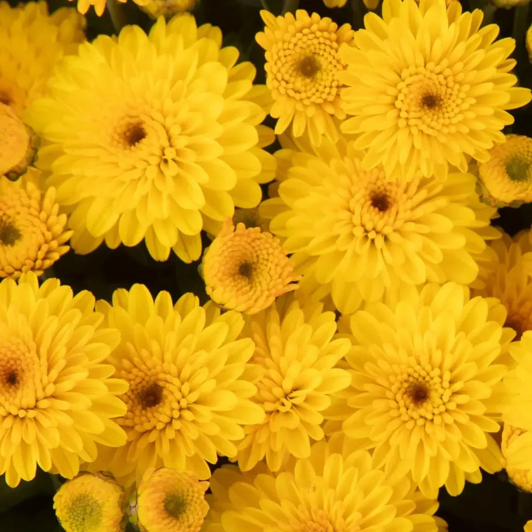 Chrysanthemum x morifolium 'Hailey Gold' ~ Hailey™ Gold Mum-ServeScape