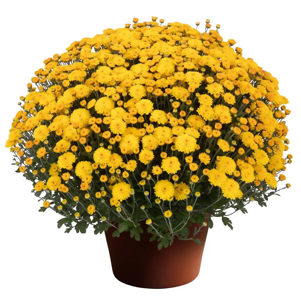 Chrysanthemum x morifolium 'Hailey Gold' ~ Hailey™ Gold Mum-ServeScape