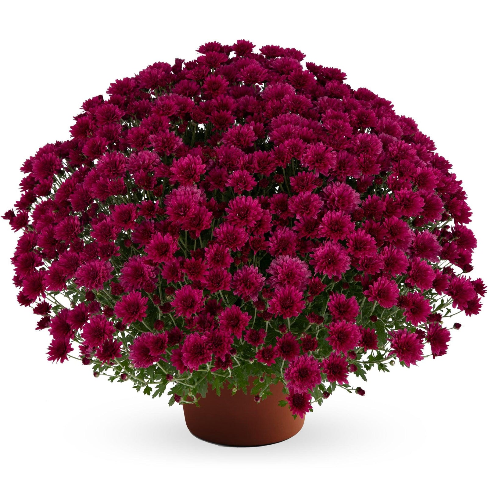 Chrysanthemum x morifolium 'Elizabeth Dark Pink' ~ Elizabeth™ Dark Pink Mum-ServeScape